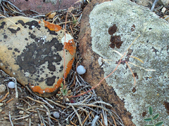 Boechera duchesnensis