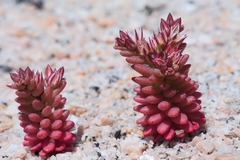 Sedum rubens