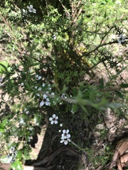 Leptospermum scoparium