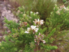 Aspalathus cephalotes cephalotes