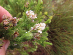 Aspalathus cephalotes cephalotes
