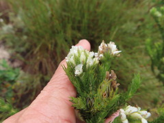 Aspalathus cephalotes cephalotes