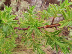 Cliffortia phillipsii