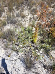 Leucadendron glaberrimum glaberrimum