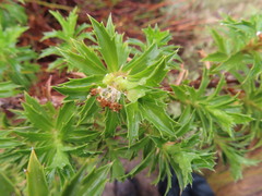 Cliffortia phillipsii