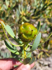 Leucadendron glaberrimum glaberrimum