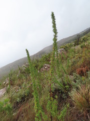 Cliffortia phillipsii