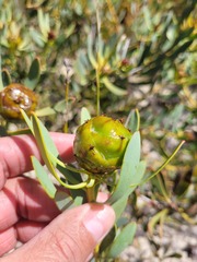 Leucadendron glaberrimum glaberrimum