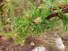 Cliffortia phillipsii
