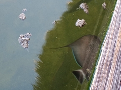 Pomacanthus arcuatus