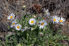 Leucanthemum maximum