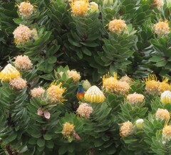 Anthobaphes violacea