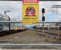 Xanthoparmelia scabrosa