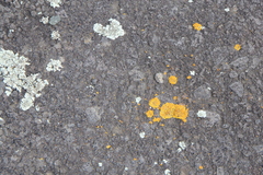 Xanthoparmelia scabrosa