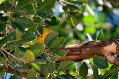 Elaeodendron zeyheri