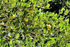 Elaeodendron zeyheri