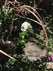 Pimelea nivea