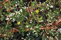 Elaeodendron zeyheri