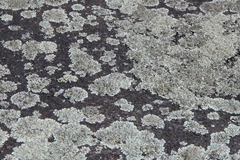 Xanthoparmelia scabrosa