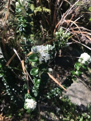 Pimelea nivea