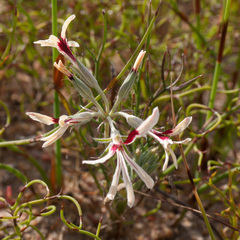 Pelargonium longifolium