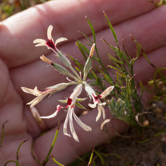 Pelargonium longifolium