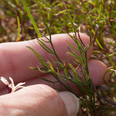 Pelargonium longifolium