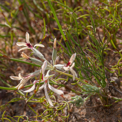 Pelargonium longifolium