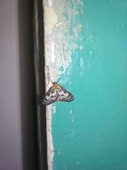 Anania hortulata