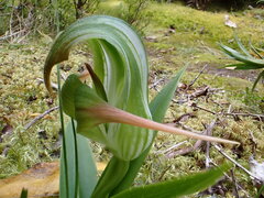 Pterostylis patens