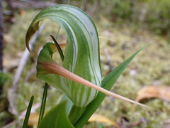 Pterostylis patens