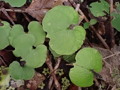Corybas trilobus aggregate