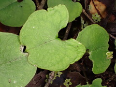 Corybas trilobus aggregate