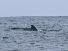 Globicephala