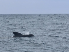 Globicephala