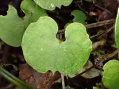 Corybas trilobus aggregate