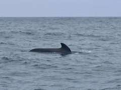 Globicephala
