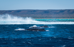 Megaptera novaeangliae australis