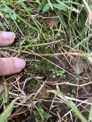 Oxyrrhynchium hians