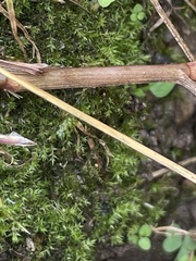Oxyrrhynchium hians