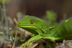 Naultinus punctatus