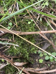 Oxyrrhynchium hians