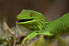 Naultinus punctatus