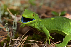 Naultinus punctatus