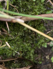 Oxyrrhynchium hians