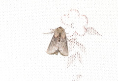 Abrostola triplasia