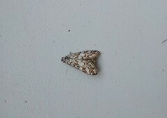 Elophila nymphaeata