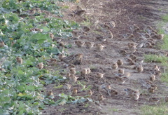 Linaria flavirostris