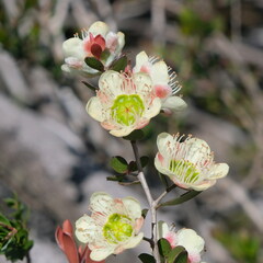 Leptospermum macrocarpum