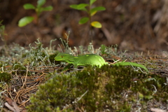 Naultinus punctatus